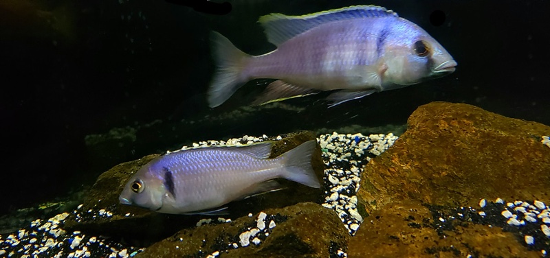 Placidochromis electra 'Likoma Island'